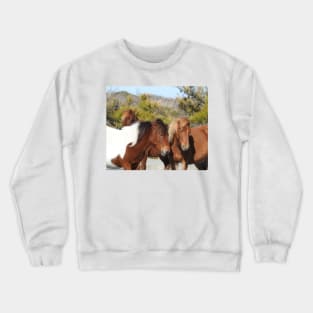 Wild horses, Assateague Island, Wildlife, Gifts Crewneck Sweatshirt